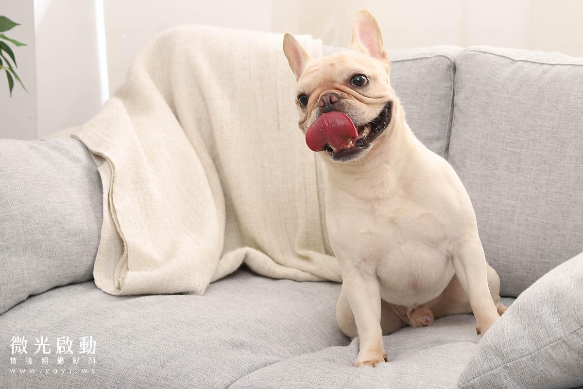 寵物清潔用品攝影｜沙威隆寵物洗劑與貓咪互動情境攝影｜沙威隆 77