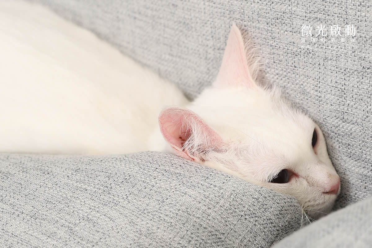 寵物清潔用品攝影｜沙威隆寵物洗劑與貓咪互動情境攝影｜沙威隆 81