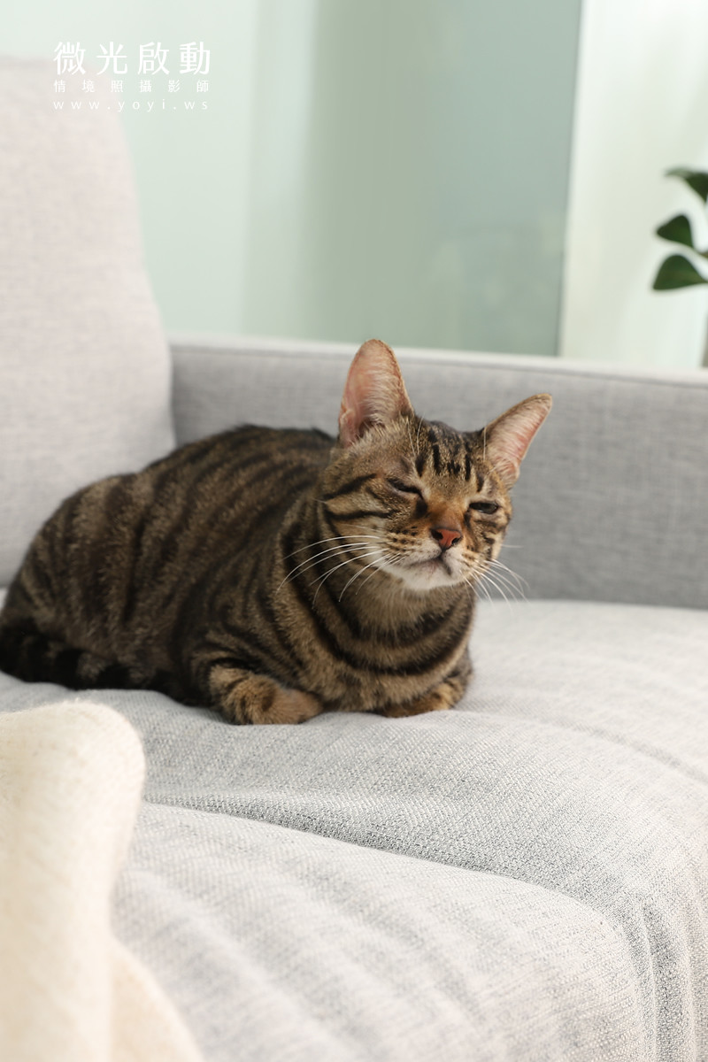 寵物清潔用品攝影｜沙威隆寵物洗劑與貓咪互動情境攝影｜沙威隆 83