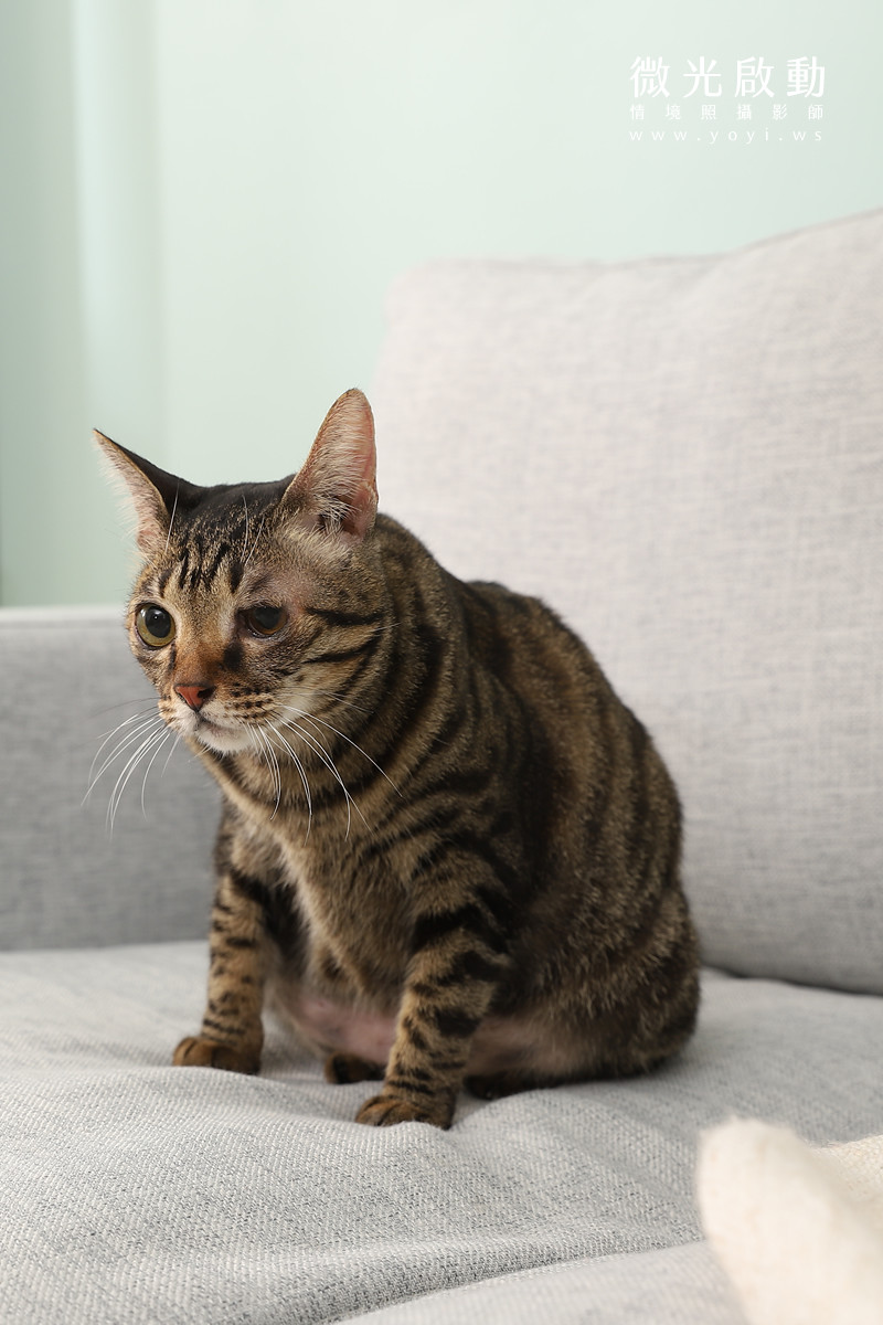 寵物清潔用品攝影｜沙威隆寵物洗劑與貓咪互動情境攝影｜沙威隆 91