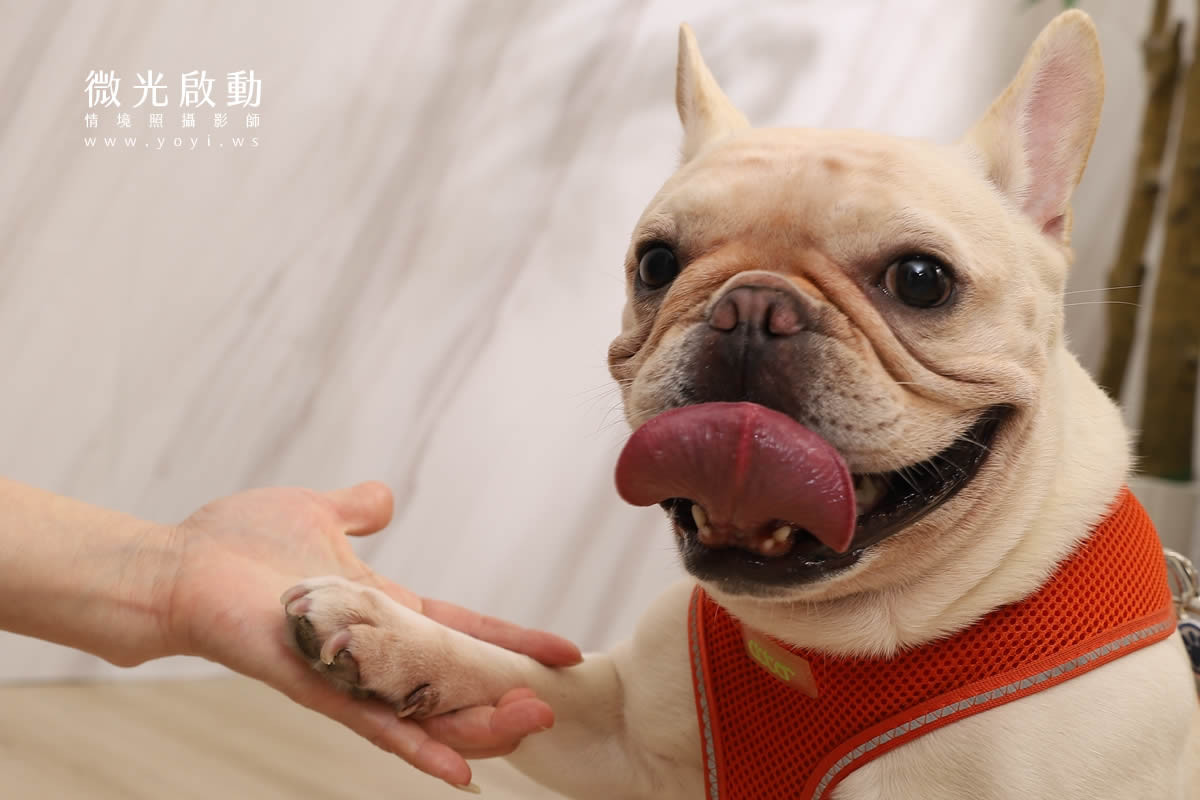 寵物清潔用品攝影｜沙威隆寵物洗劑與貓咪互動情境攝影｜沙威隆 95