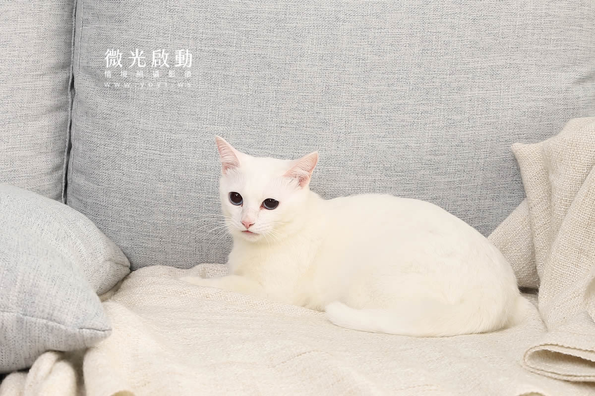 寵物清潔用品攝影｜沙威隆寵物洗劑與貓咪互動情境攝影｜沙威隆 97