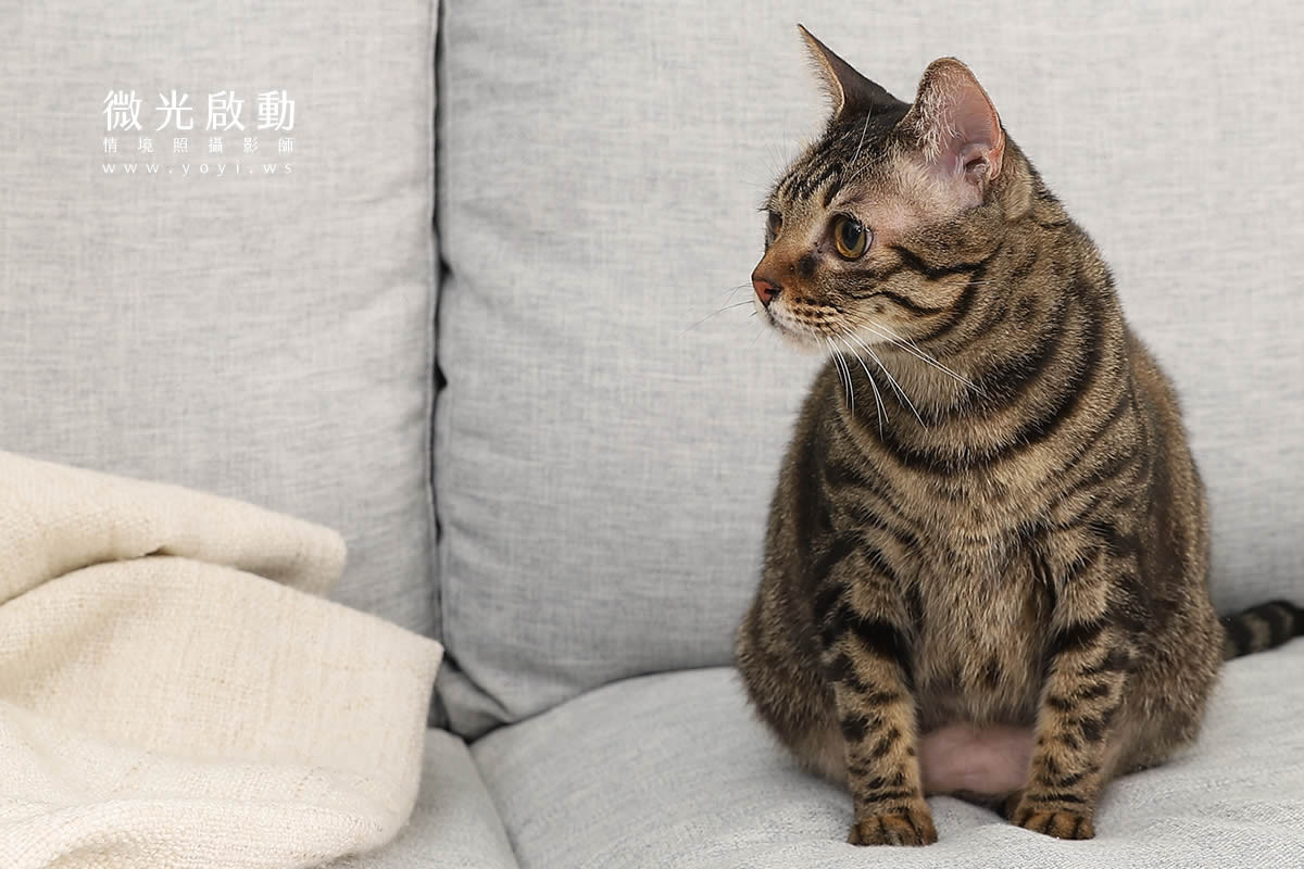 寵物清潔用品攝影｜沙威隆寵物洗劑與貓咪互動情境攝影｜沙威隆 111