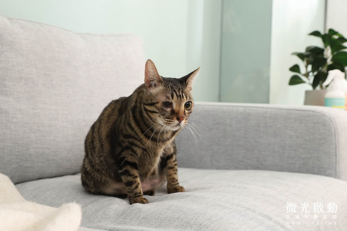 寵物清潔用品攝影｜沙威隆寵物洗劑與貓咪互動情境攝影｜沙威隆 115