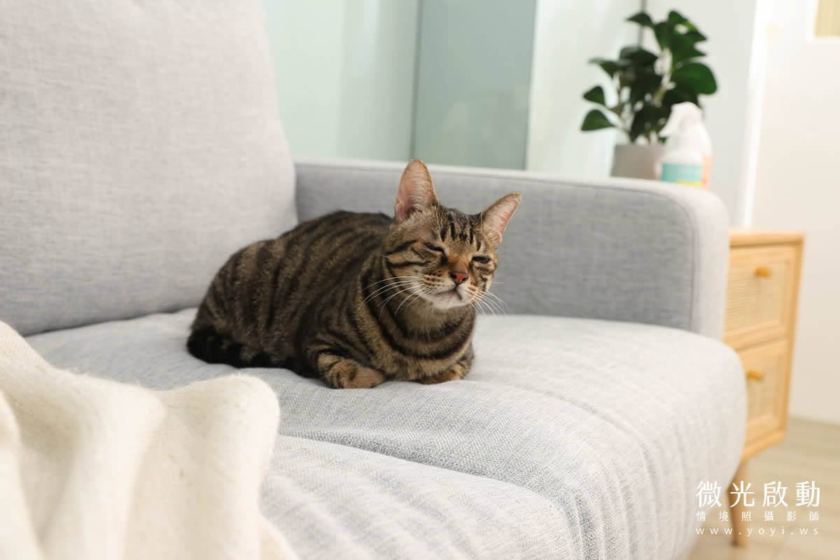 寵物清潔用品攝影｜沙威隆寵物洗劑與貓咪互動情境攝影｜沙威隆 119