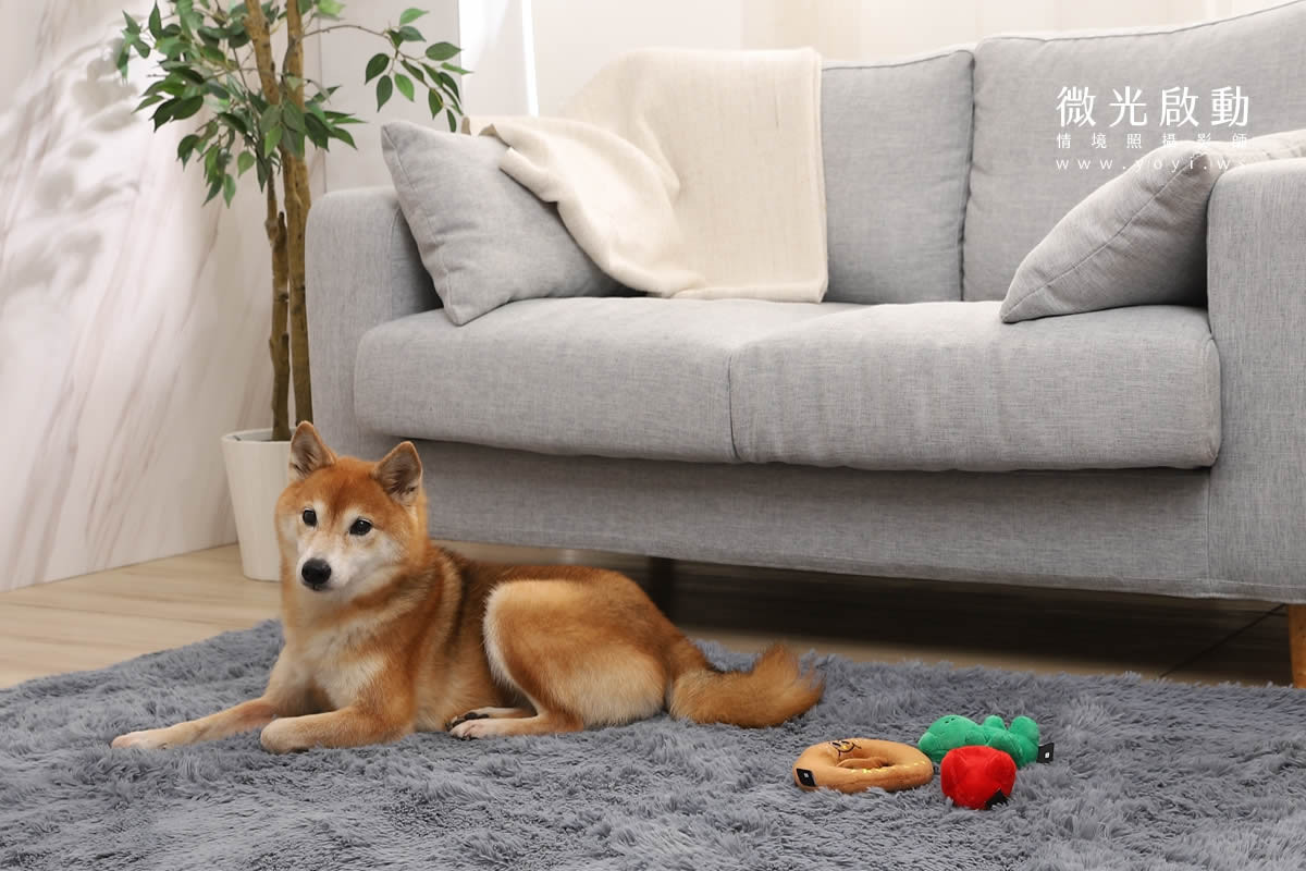 寵物清潔用品攝影｜沙威隆寵物洗劑與貓咪互動情境攝影｜沙威隆 121