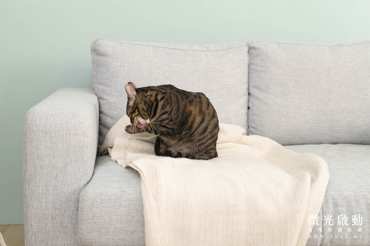 寵物清潔用品攝影｜沙威隆寵物洗劑與貓咪互動情境攝影｜沙威隆 127