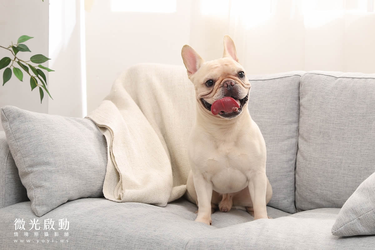 寵物清潔用品攝影｜沙威隆寵物洗劑與貓咪互動情境攝影｜沙威隆 143