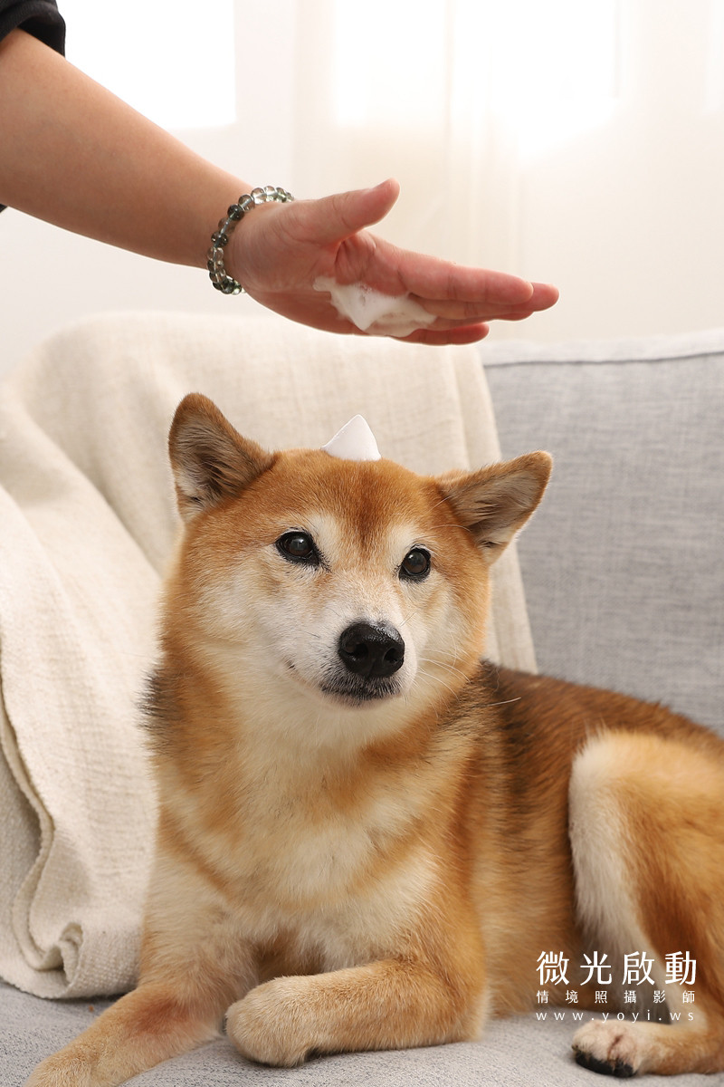 寵物清潔用品攝影｜沙威隆寵物洗劑與貓咪互動情境攝影｜沙威隆 163