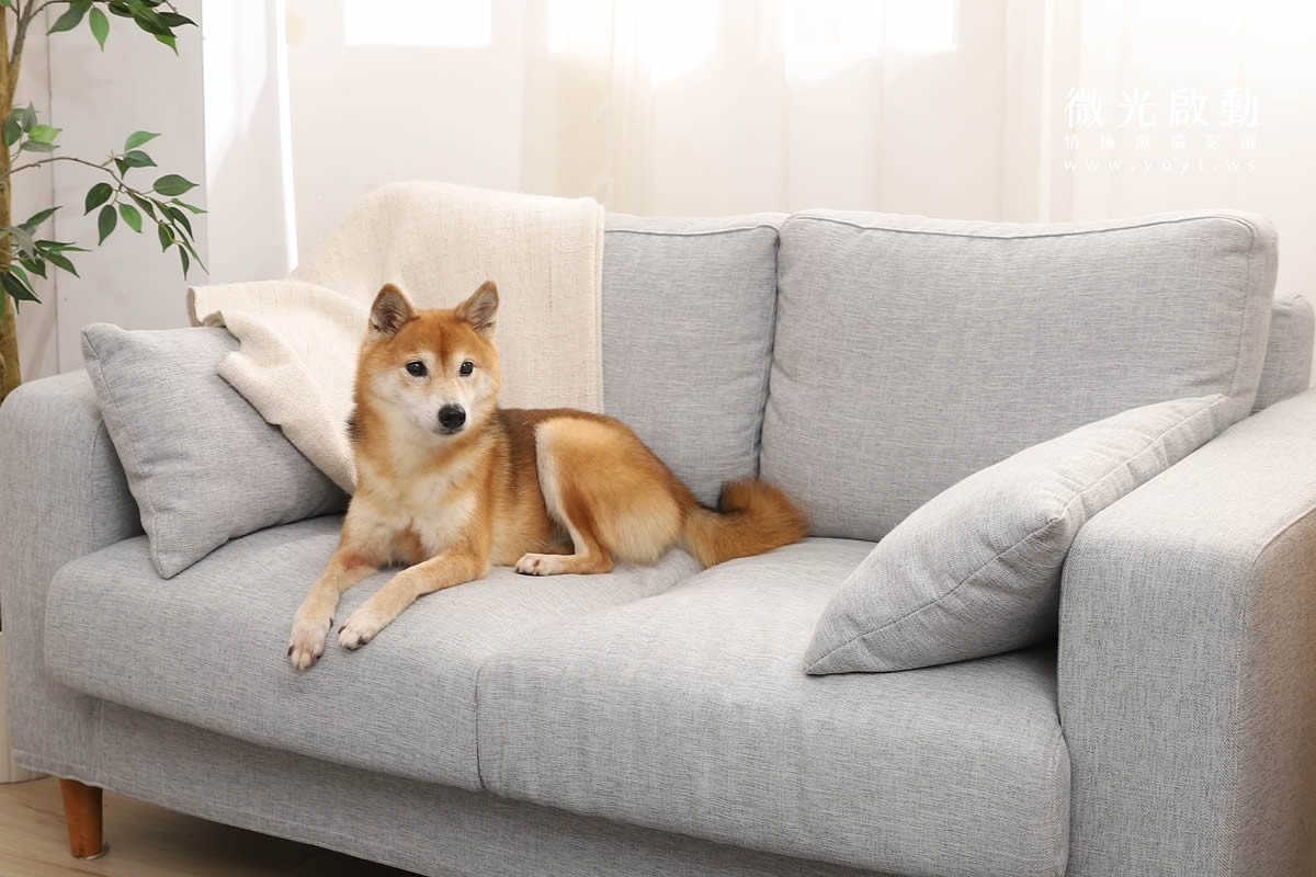 寵物清潔用品攝影｜沙威隆寵物洗劑與貓咪互動情境攝影｜沙威隆 167