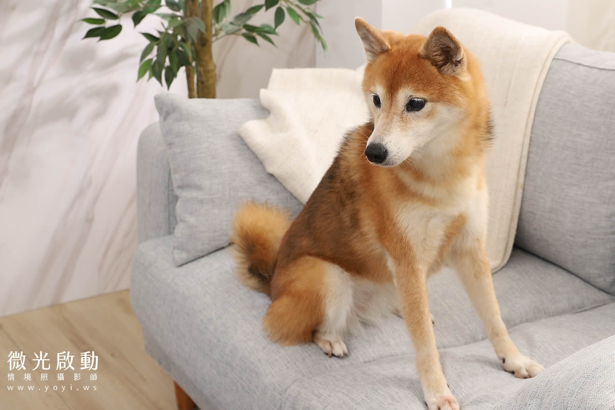 寵物清潔用品攝影｜沙威隆寵物洗劑與貓咪互動情境攝影｜沙威隆 175