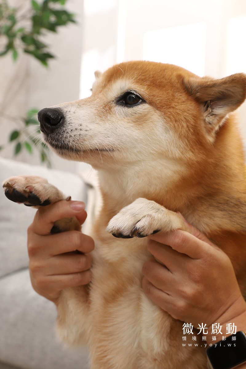 寵物清潔用品攝影｜沙威隆寵物洗劑與貓咪互動情境攝影｜沙威隆 185