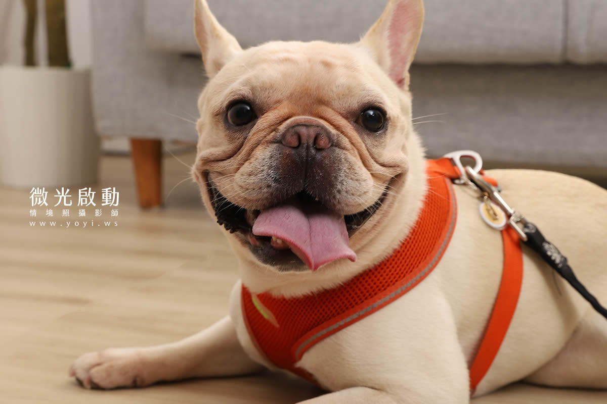 寵物清潔用品攝影｜沙威隆寵物洗劑與貓咪互動情境攝影｜沙威隆 191