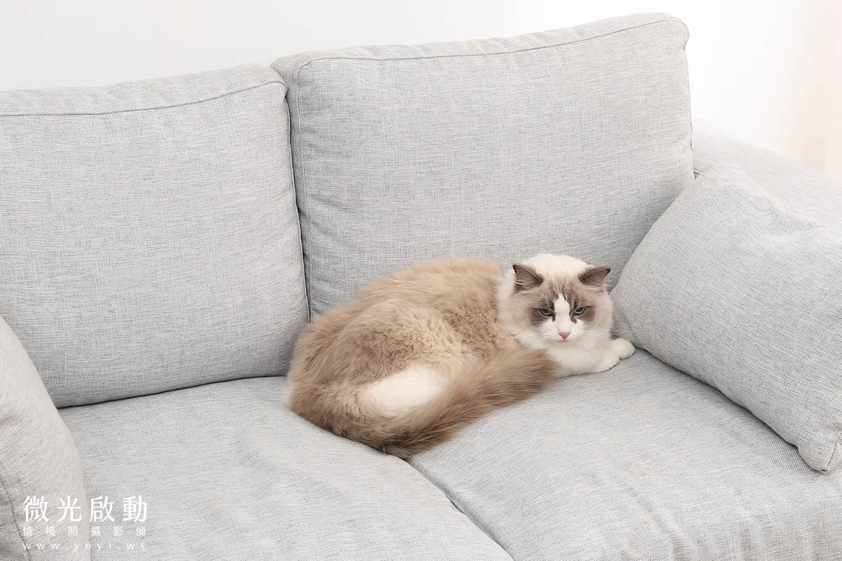 寵物用品攝影｜智能體溫按摩梳與貓咪互動情境攝影｜風全球股份有限公司 7