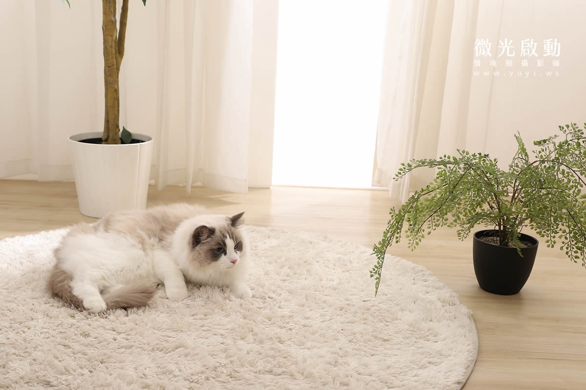 寵物用品攝影｜智能體溫按摩梳與貓咪互動情境攝影｜風全球股份有限公司 9