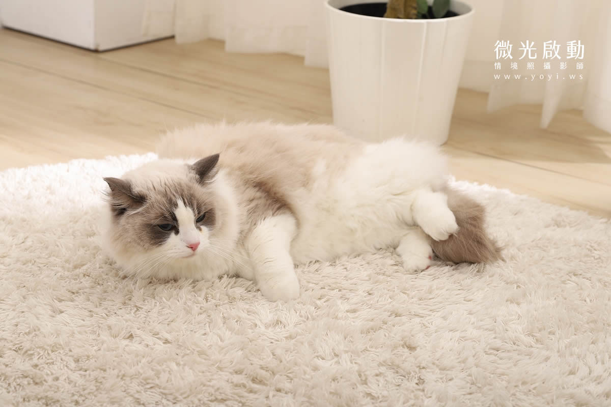 寵物用品攝影｜智能體溫按摩梳與貓咪互動情境攝影｜風全球股份有限公司 21