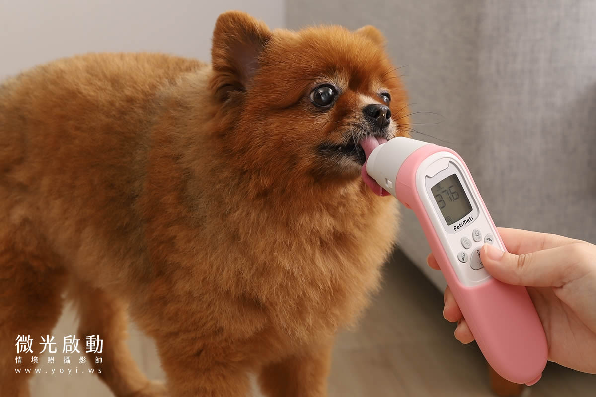 寵物用品攝影｜智能體溫按摩梳與貓咪互動情境攝影｜風全球股份有限公司 23