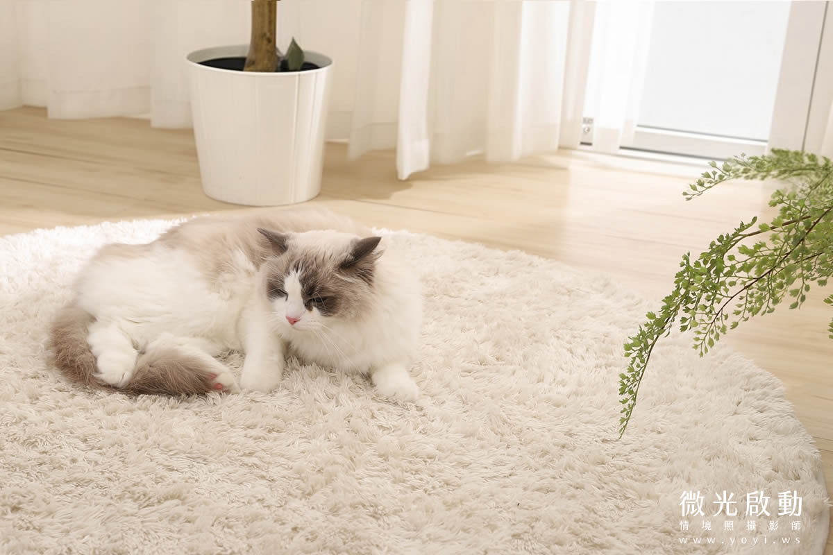 寵物用品攝影｜智能體溫按摩梳與貓咪互動情境攝影｜風全球股份有限公司 29