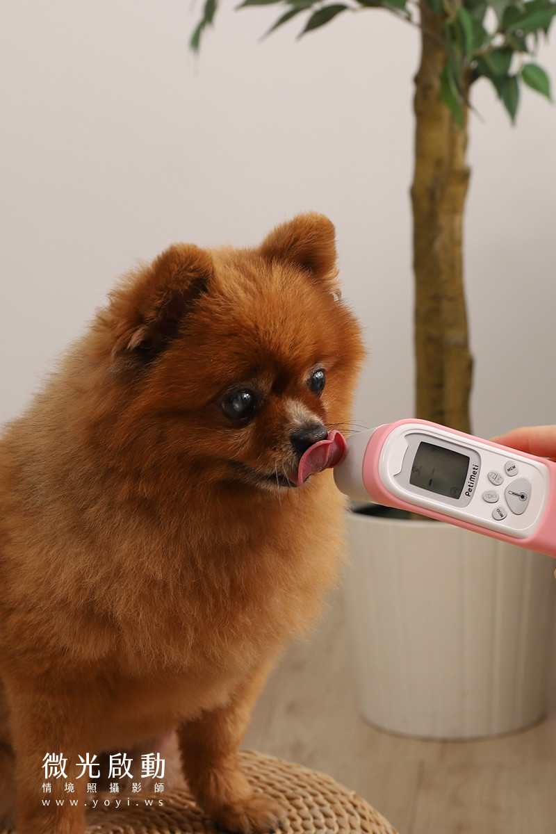 寵物用品攝影｜智能體溫按摩梳與貓咪互動情境攝影｜風全球股份有限公司 55
