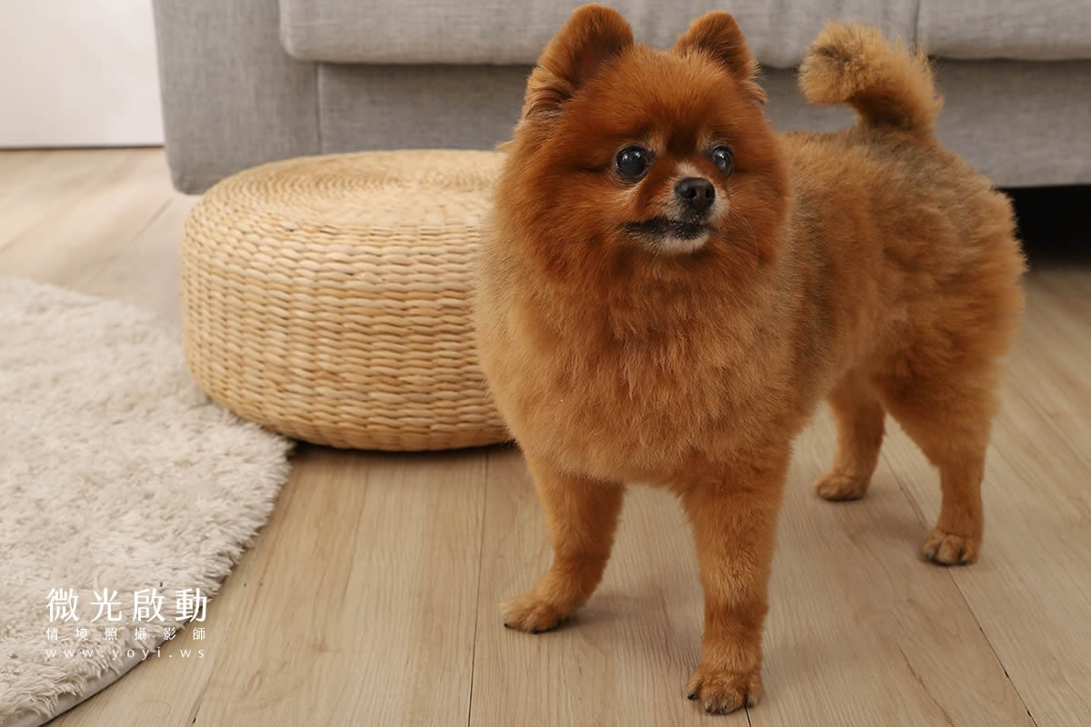 寵物用品攝影｜智能體溫按摩梳與貓咪互動情境攝影｜風全球股份有限公司 67