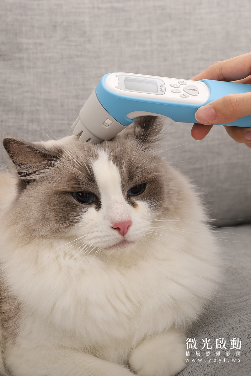 寵物用品攝影｜智能體溫按摩梳與貓咪互動情境攝影｜風全球股份有限公司 71