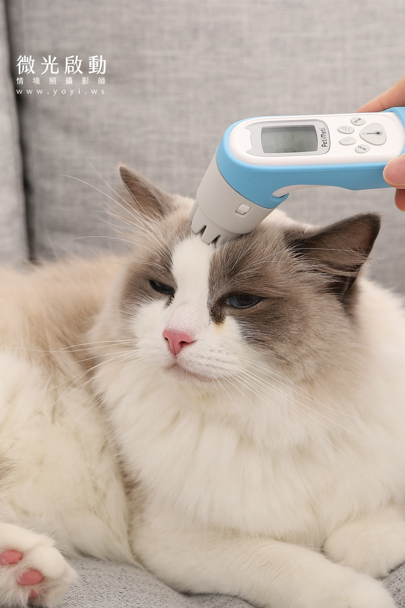 寵物用品攝影｜智能體溫按摩梳與貓咪互動情境攝影｜風全球股份有限公司 81