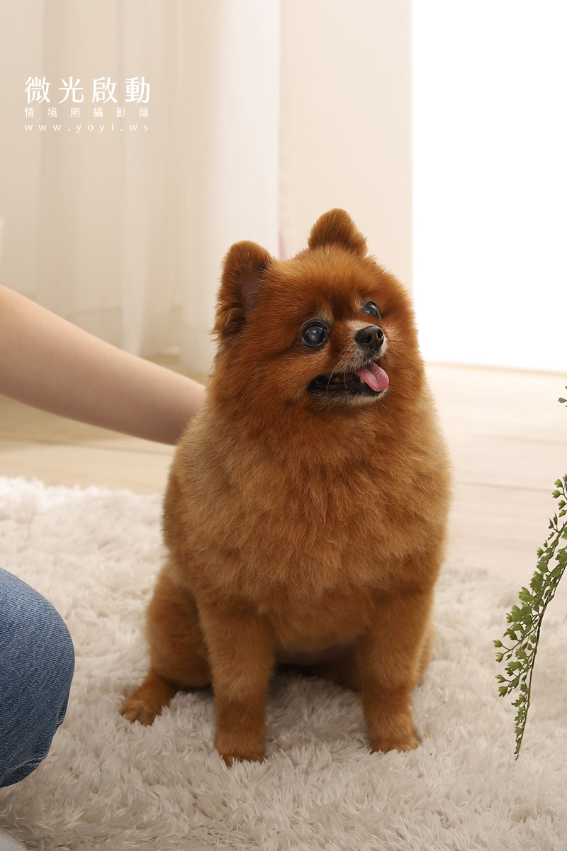 寵物用品攝影｜智能體溫按摩梳與貓咪互動情境攝影｜風全球股份有限公司 83