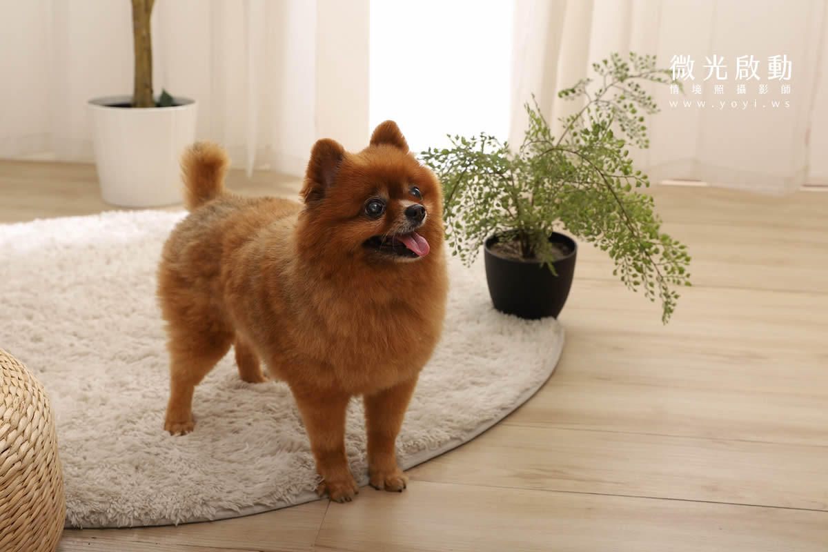 寵物用品攝影｜智能體溫按摩梳與貓咪互動情境攝影｜風全球股份有限公司 93