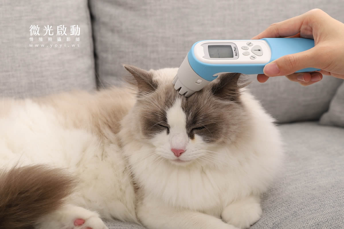 寵物用品攝影｜智能體溫按摩梳與貓咪互動情境攝影｜風全球股份有限公司 95