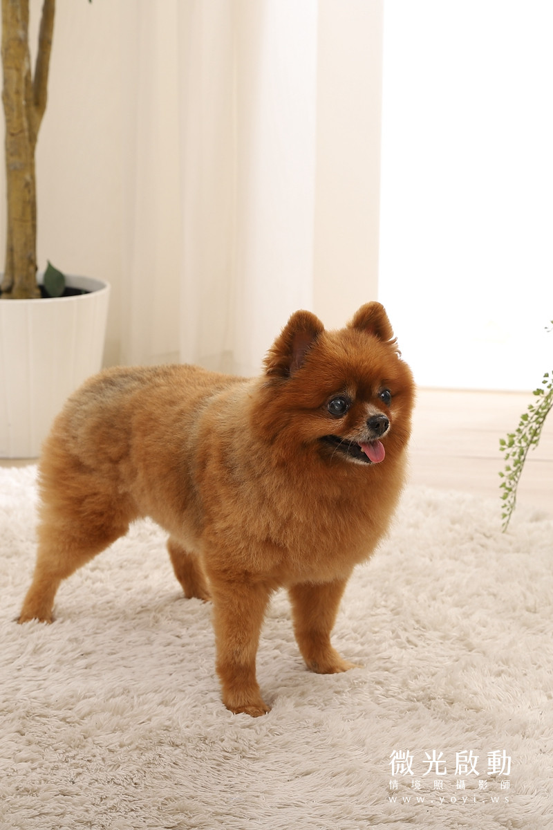 寵物用品攝影｜智能體溫按摩梳與貓咪互動情境攝影｜風全球股份有限公司 107