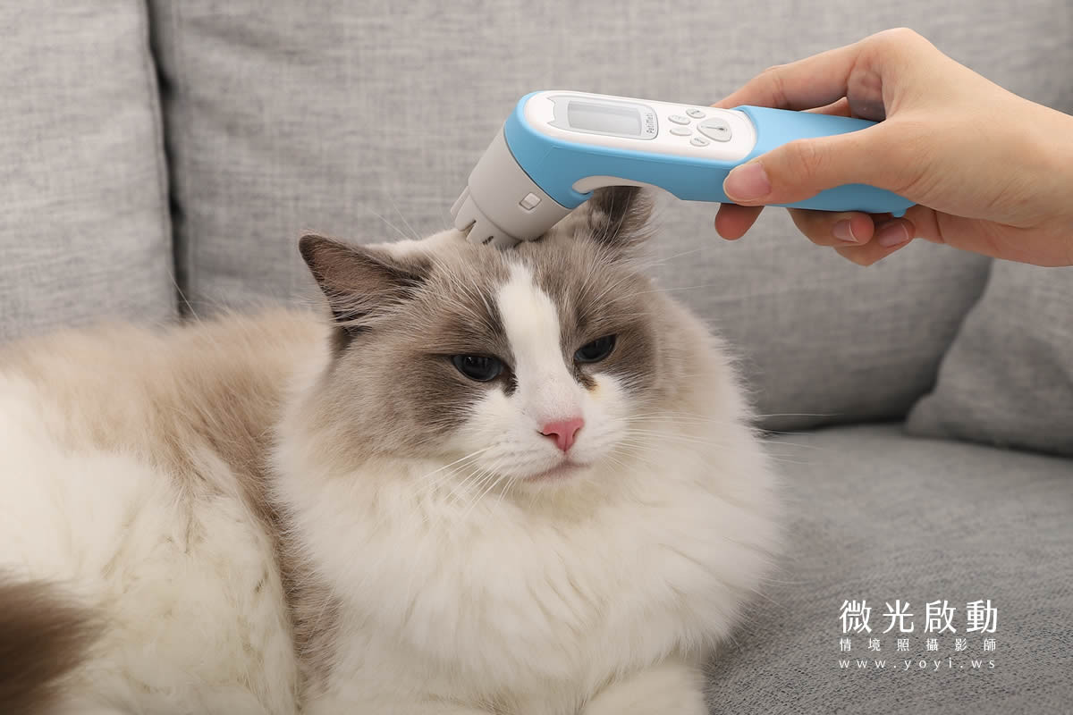 寵物用品攝影｜智能體溫按摩梳與貓咪互動情境攝影｜風全球股份有限公司 115