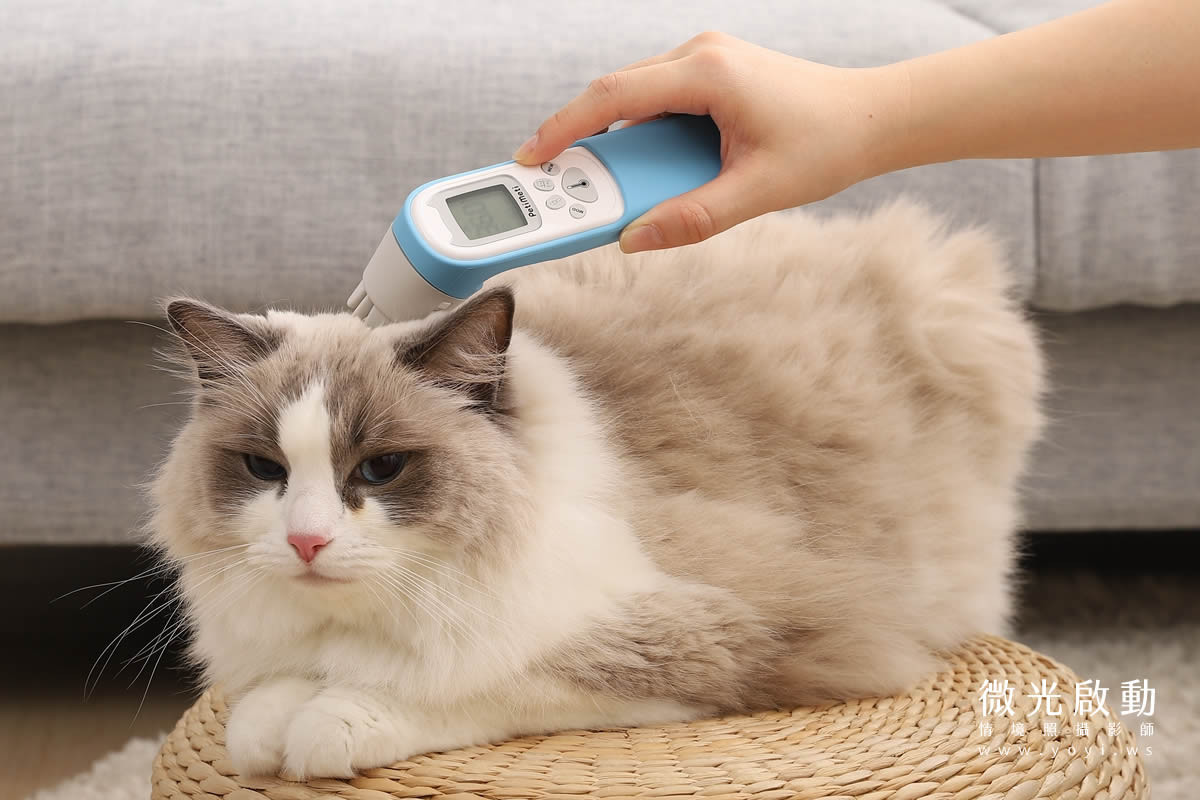 寵物用品攝影｜智能體溫按摩梳與貓咪互動情境攝影｜風全球股份有限公司 137