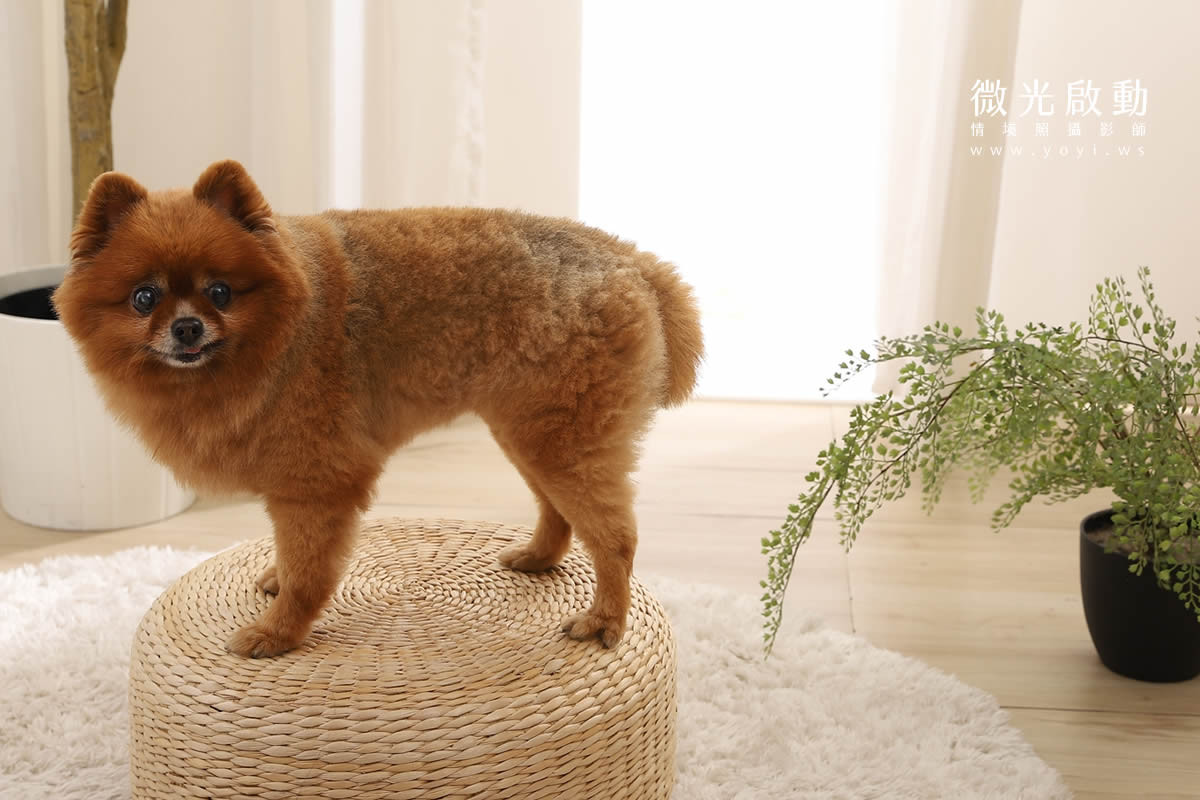 寵物用品攝影｜智能體溫按摩梳與貓咪互動情境攝影｜風全球股份有限公司 145
