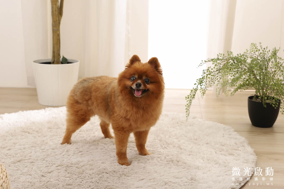寵物用品攝影｜智能體溫按摩梳與貓咪互動情境攝影｜風全球股份有限公司 147
