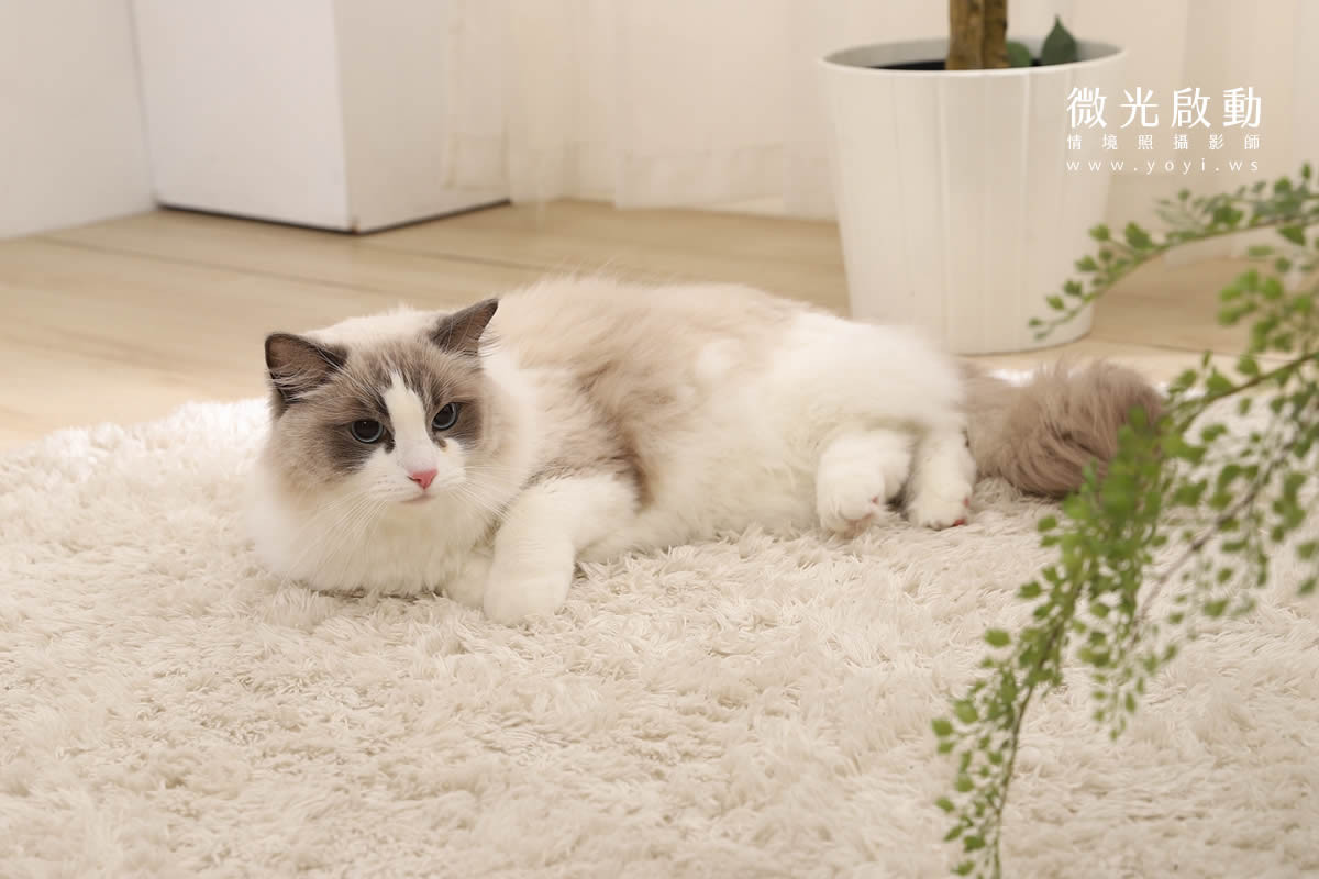 寵物用品攝影｜智能體溫按摩梳與貓咪互動情境攝影｜風全球股份有限公司 149