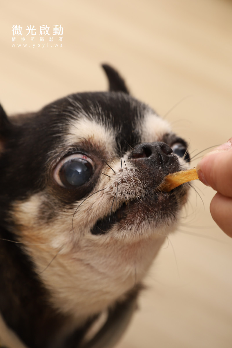 吉娃娃狗狗的特寫鏡頭，專注地吃著主人手餵的長條狀金黃色寵物肉乾。