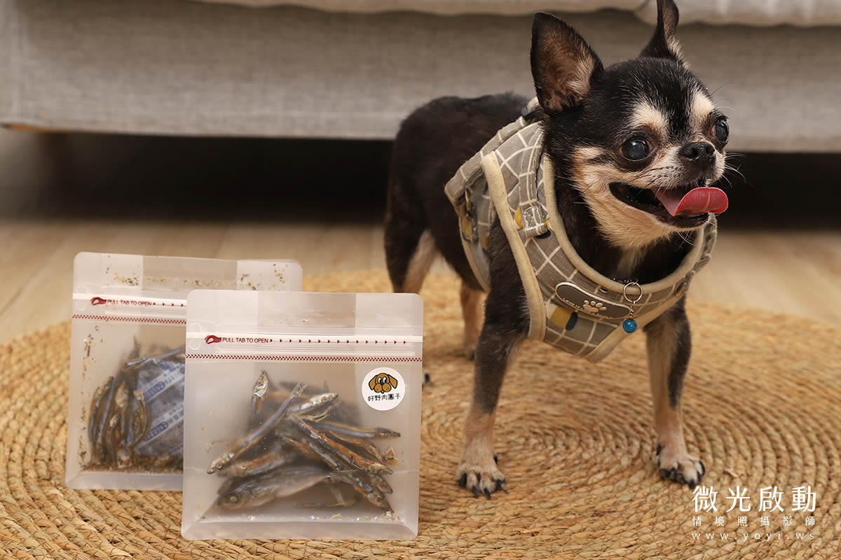 寵物食品攝影師作品，棕色貴賓狗在戶外草地上玩耍的自然寵物攝影。