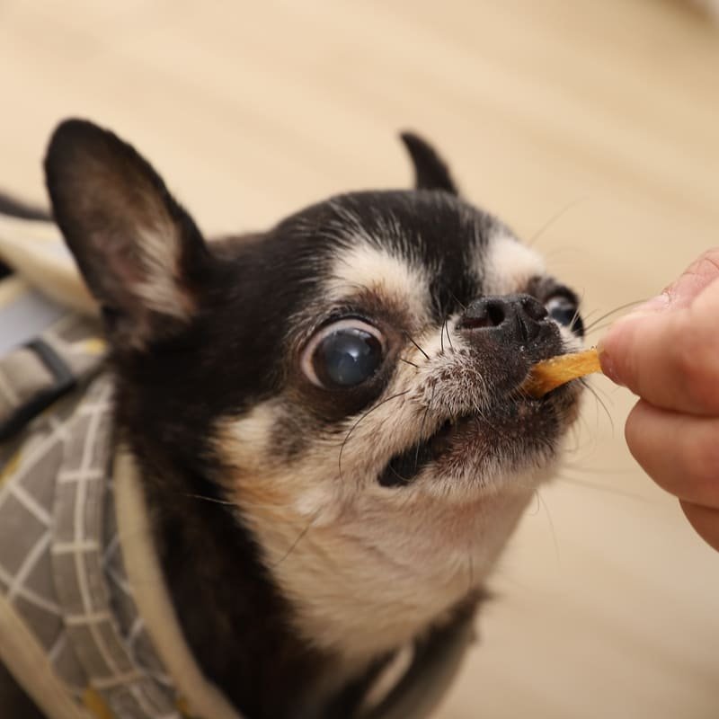 好野肉團子寵物食品攝影