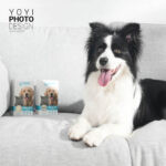 波波寵物食品攝影+錄影